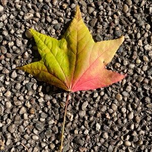 Meet your Posher, Marco edc